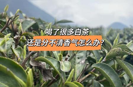 三分钟学会！感受白茶香气的独门技巧分享