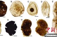 “枯燥的十亿年”中的惊喜：中外古生物学家揭示古代精美微体化石的秘密