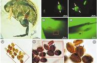 一亿年前缅甸琥珀中的“采花大盗”再现奇迹