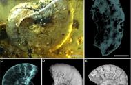 近亿年前的琥珀内藏有神秘生物，人类与史前世界的奇妙联系