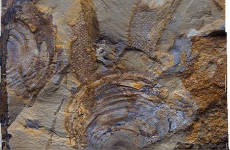 五岁男孩的惊人发现：五亿年前的古生物化石在山上被找到！