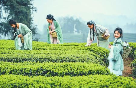 探索四川茶文化的魅力：从山野到全球