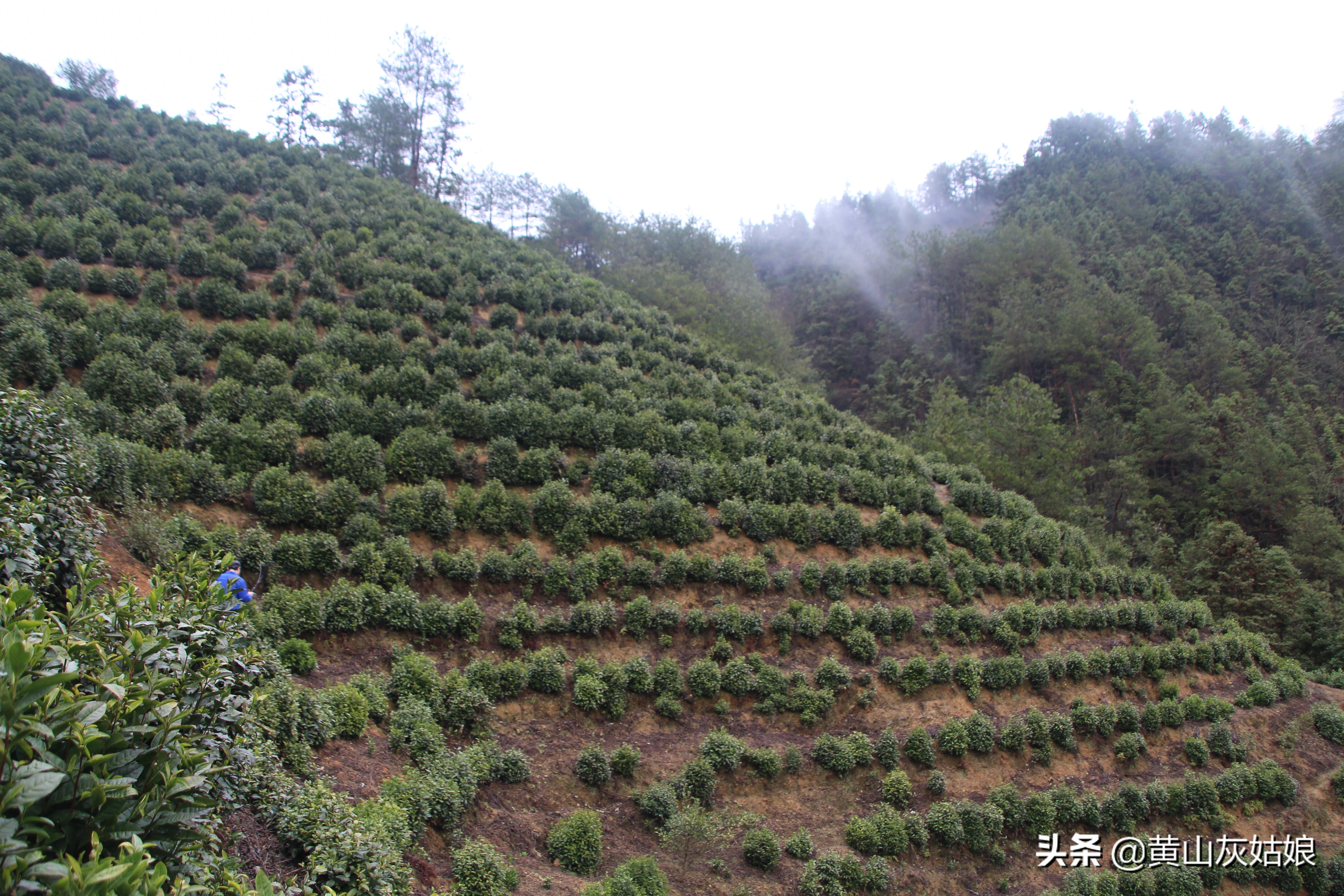 中国十大名茶-黄山毛峰，富溪高山茶园美景