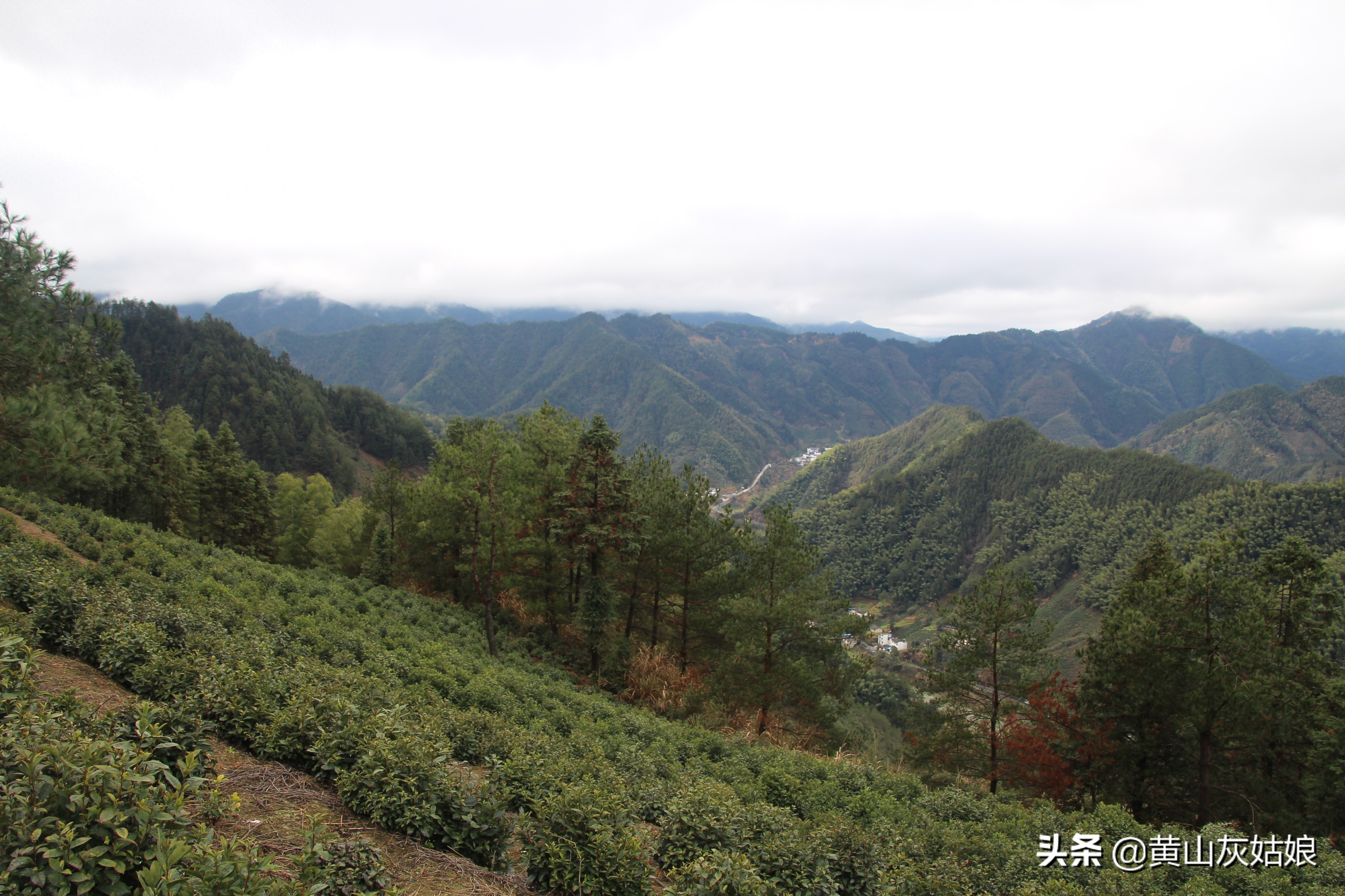 中国十大名茶-黄山毛峰，富溪高山茶园美景